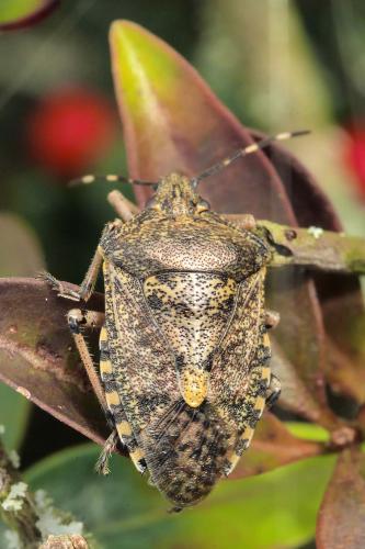 Réf. 293 378 : Rhaphigaster nebulosa